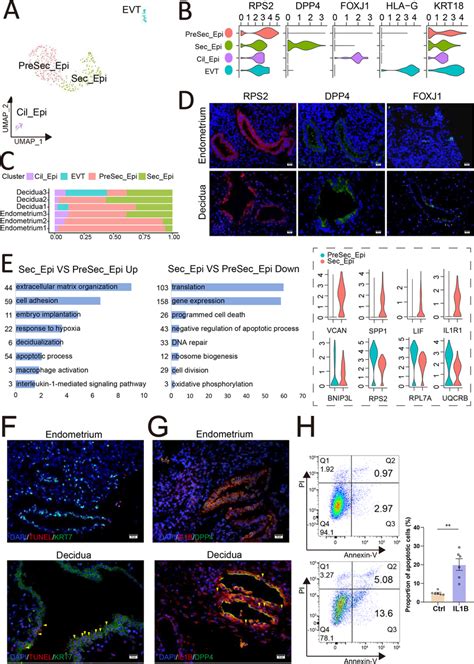 Il B Triggers The Apoptosis Of Epithelial Cells During Decidualization