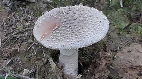 Perlpilz Perlpilz Amanita Rubescens C Silvia Poppe Naturgucker