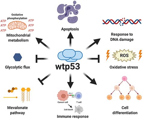 Frontiers Mutant P53 Gain Of Function Role In Cancer Development