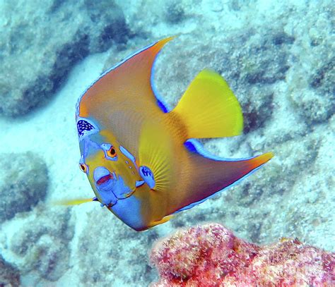 Queen Angelfish 34 Photograph By Daryl Duda Pixels