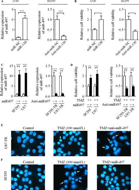 Up‐regulation Of Mir‐497 Confers Resistance To Temozolomide In Human