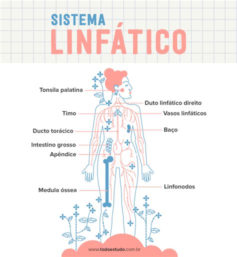 São órgãos Relacionados Com O Sistema Linfático Exceto