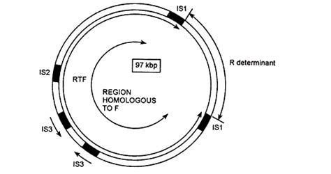 Function Of Plasmid Dna