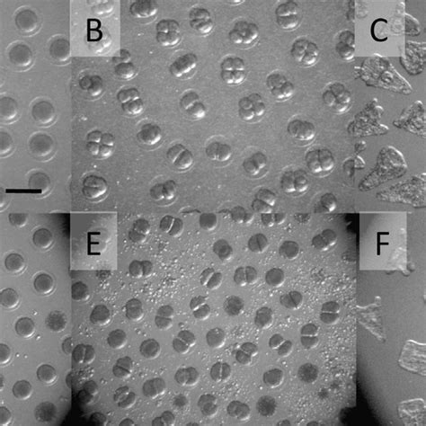 Development Of Preserved Hemicentrotus Pulcherrimus Eggs Eggs In Batch