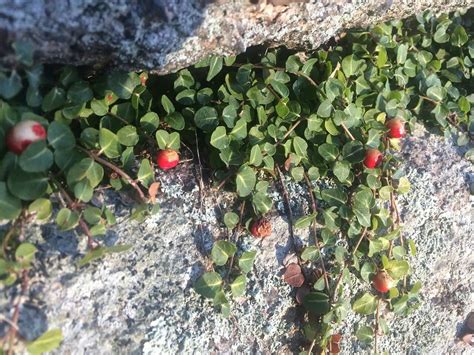 Partridge Berry Plants