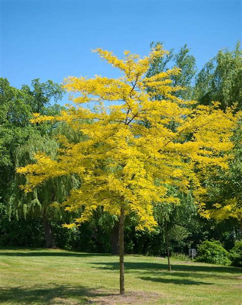 Gleditsia triacanthos sunburst 4 L Pépinière De La Source De L