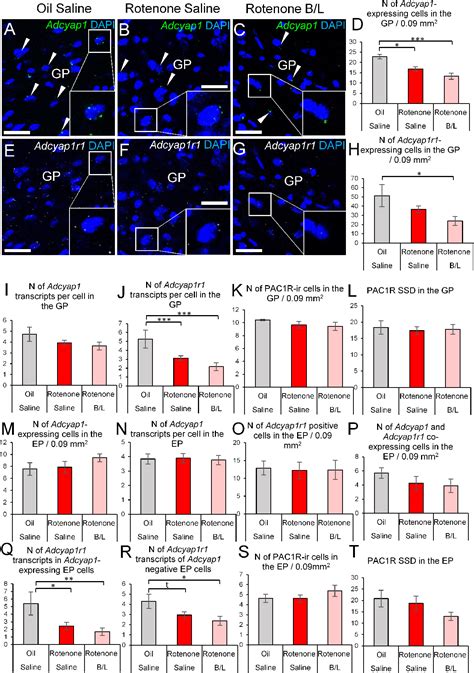 Pdf Downregulation Of Pacap And The Pac Receptor In The Basal