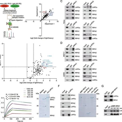 Rpa Is Physically Associated With Lap A Silac Based Quantitative