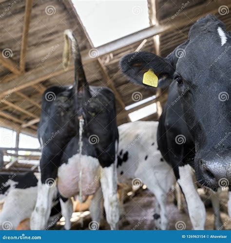 Curious Black And White Holstein Cows Pee Inside Barn On Dutch Farm In