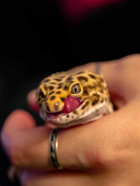 How To Sex Leopard Geckos SnakeTracks