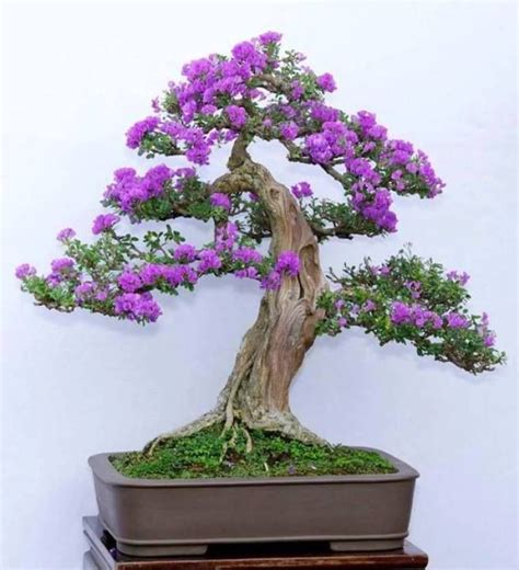 Image result for jacaranda mimosifolia bonsai Bougainvillea Bonsai ...