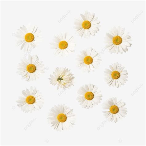 White Daisy Flowers Blooming In Spring Flat Objects Plants Png