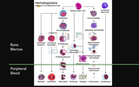 Hematology Flashcards Quizlet