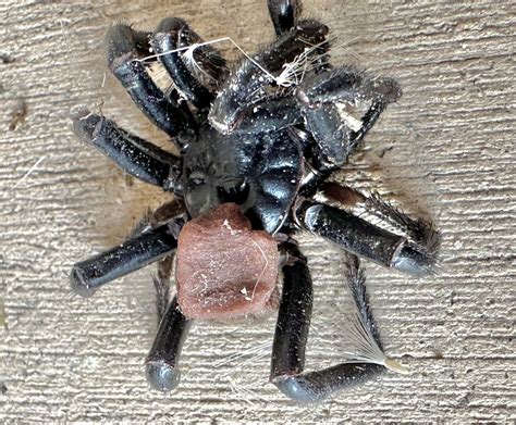 California Trapdoor Spider From Mission Trails Regional Park San Diego