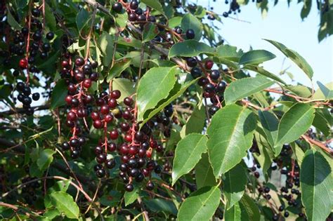 Capulin Cherry Prunus Salicifolia