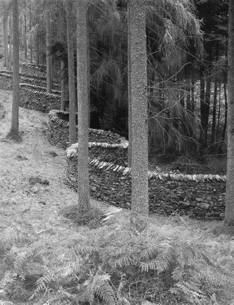 Wmud Andy Goldsworthy A Wall Went For A Walk Grizedale Carex