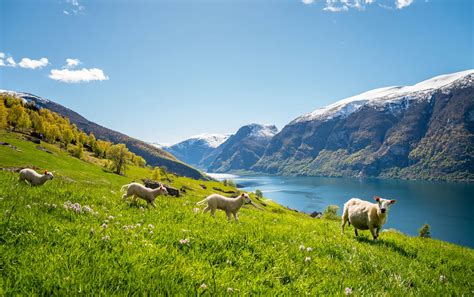 Exclusive fjord holidays in Aurland | Norways best