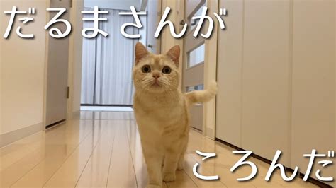 猫と初めてだるまさんがころんだやったら可愛すぎた【マンチカン】 Youtube