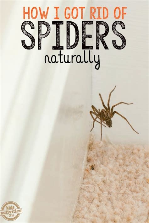 How To Keep Spiders Away From Your House Bestquickrecipes