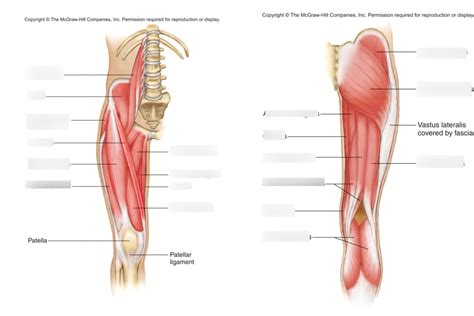 Muscles Of The Thigh Quizlet This Test Will Focus On The Muscles And