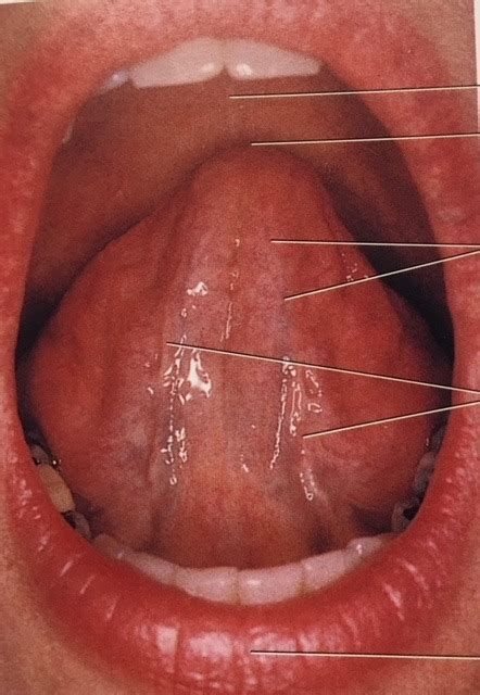 Ventral Surface Of The Tongue Diagram Quizlet