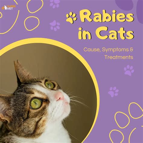 Rabies In Cats Cause Symptoms Treatments Supervet