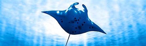 Manta Ray - Animal Facts and Information