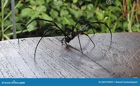 Giant spider in the garden stock image. Image of insect - 283729093