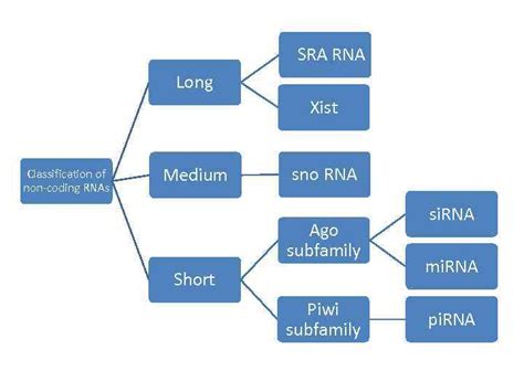 Non Coding Rnas Sra Rna Long Xist Classification