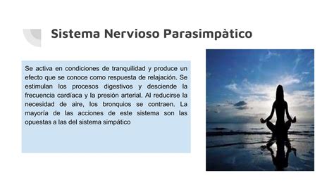 Farmacologìa del sistema nervioso vegetativo pptx