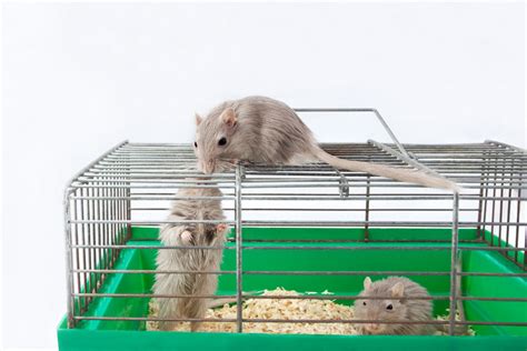 10 Best Cages For Gerbil Pets [Reviews & Guide] | Pet Comments