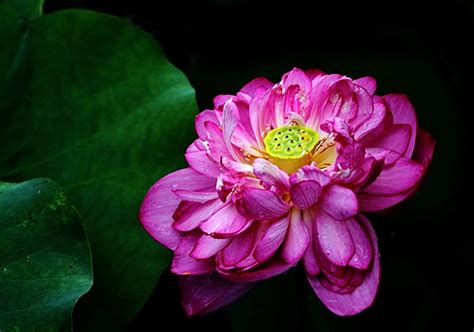 Plants Lotus Red Aquatic Plants Lotus Photo Background And Picture For