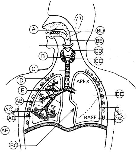 Respiratory System Quiz