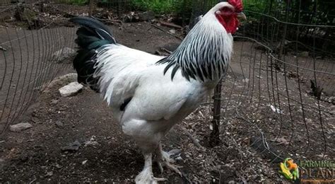 Brahma Chicken: America's First Meat Breed - Farming Plan