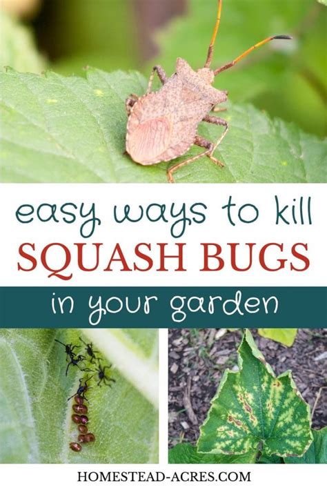 How To Get Rid Of Squash Bugs Homestead Acres