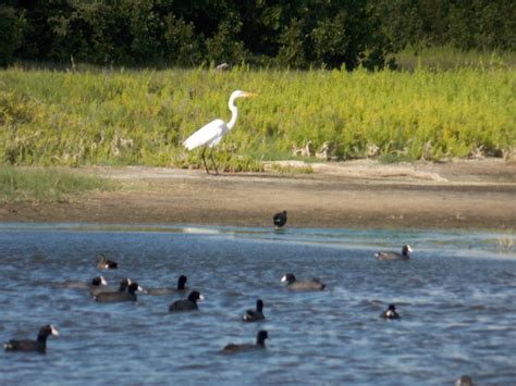 A Large White Bird Standing On Top Of A Body Of Water Next To A Lush