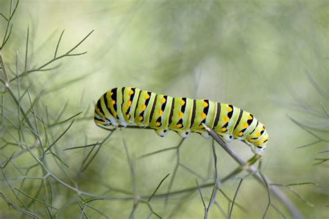 Papilio Polyxenes Caterpillar Photograph by Victor Mozqueda - Fine Art ...