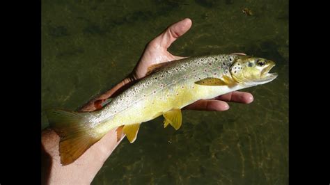 TECNICAS PARA LA PESCA DE LA TRUCHA COMÚN A CUCHARILLA Y MOSCA Trailer