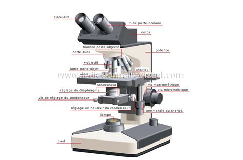 Science Physique Optique Loupe Et Microscopes Microscope