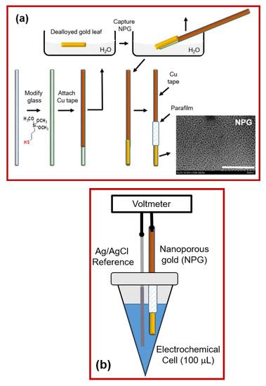 Biosensors Free Full Text Potentiometric Biosensing Of Ascorbic