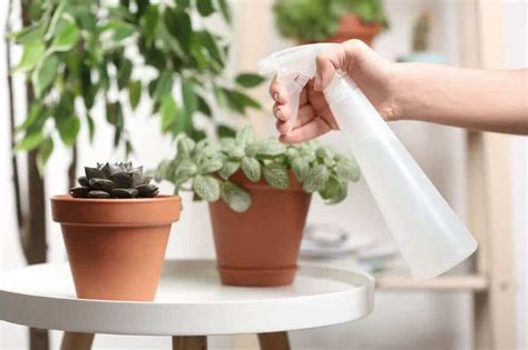 How to Grow Succulents Indoors | Indoor Gardening