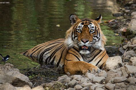 Tiger Safari In India - Best Parks & Best Time To Visit