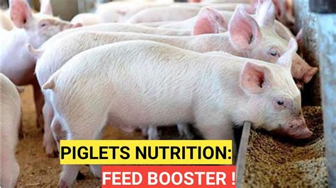 How Piglets Grow Faster And Bigger In A Month Youtube