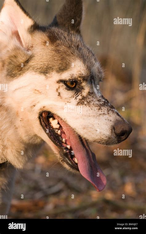 Perro Canis Lupus Familiaris Var Dom Sticos Raza Siberian Husky