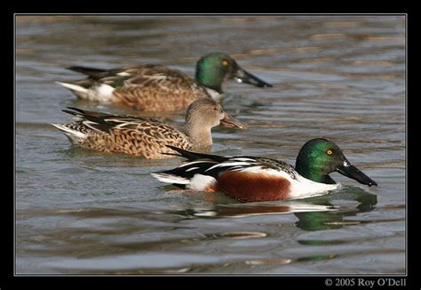 Three Ducks Swimming Together