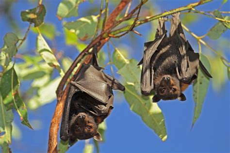 Shellharbour’s $160,000 grant for flying-fox habitat restoration - Council