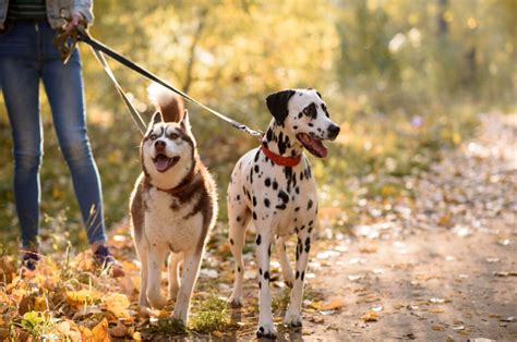 Dalmatian Husky Mix Meet The Dalusky