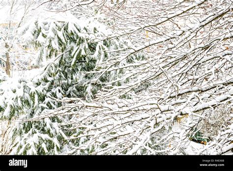 View Of Snowstorm Storm Snowing Weather Outside Outdoors With Pine