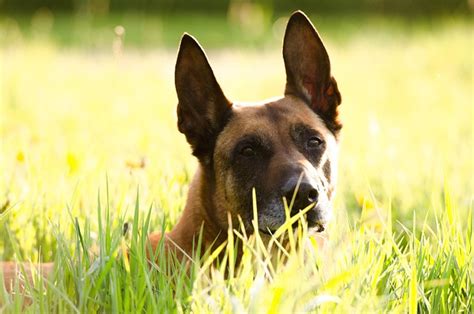 Free Belgian Malinois Malinois Images Pixabay