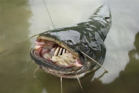 How to Make Catfish Bait | Gone Outdoors | Your Adventure Awaits